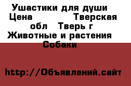 Ушастики для души › Цена ­ 20 000 - Тверская обл., Тверь г. Животные и растения » Собаки   